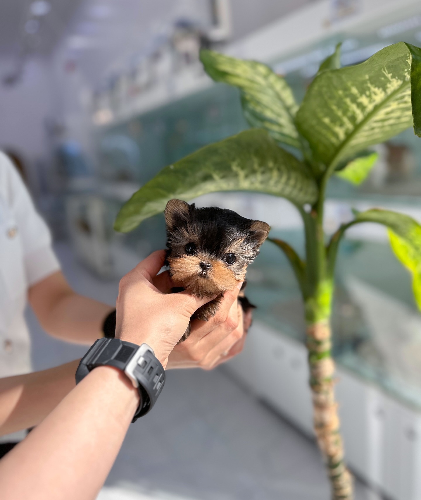 Schattige Teacup Yorkie