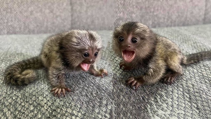  marmoset majmuni dostupni