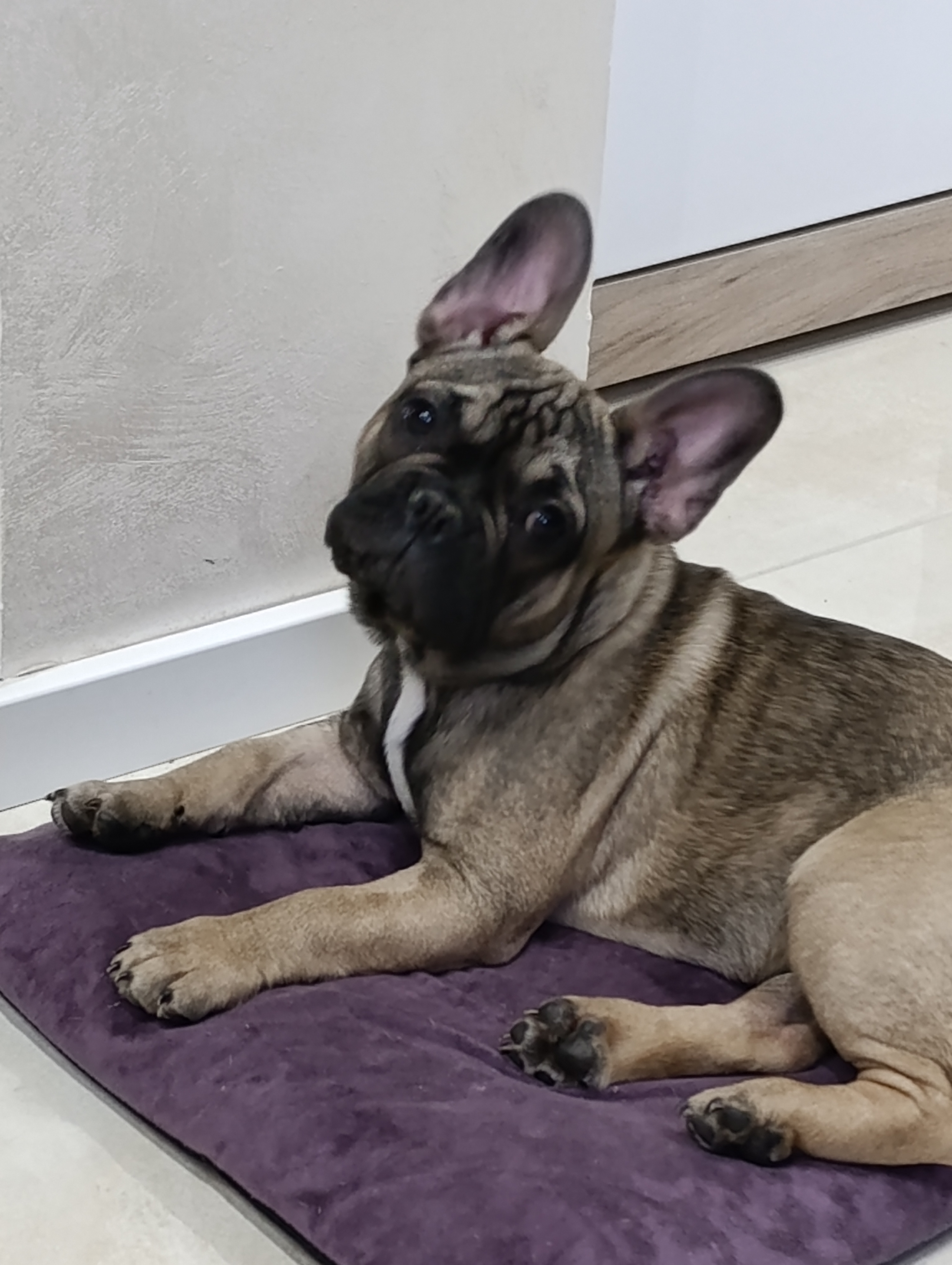 Francuski buldog
