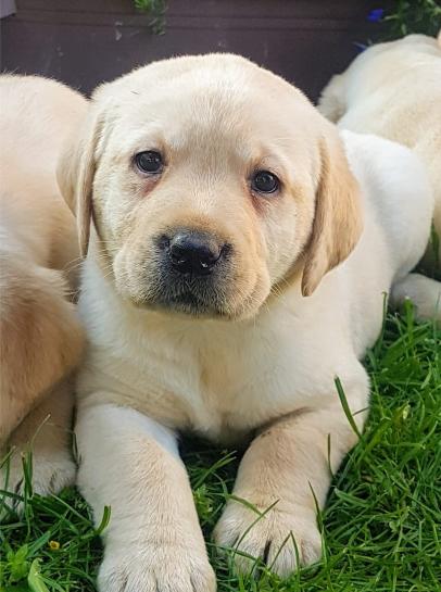 Labrador retriver štenci