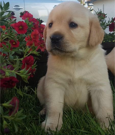 Labrador retriver štenci
