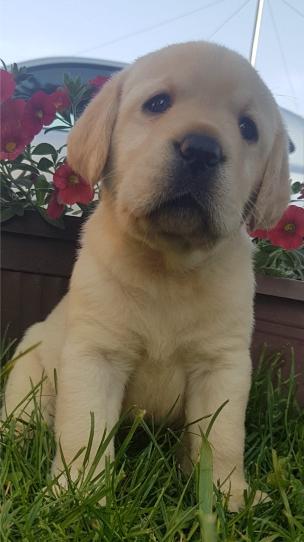 Labrador retriver štenci