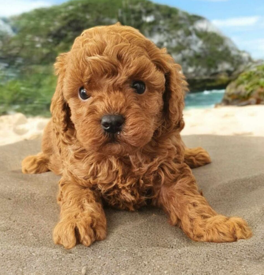 Toy Pudle