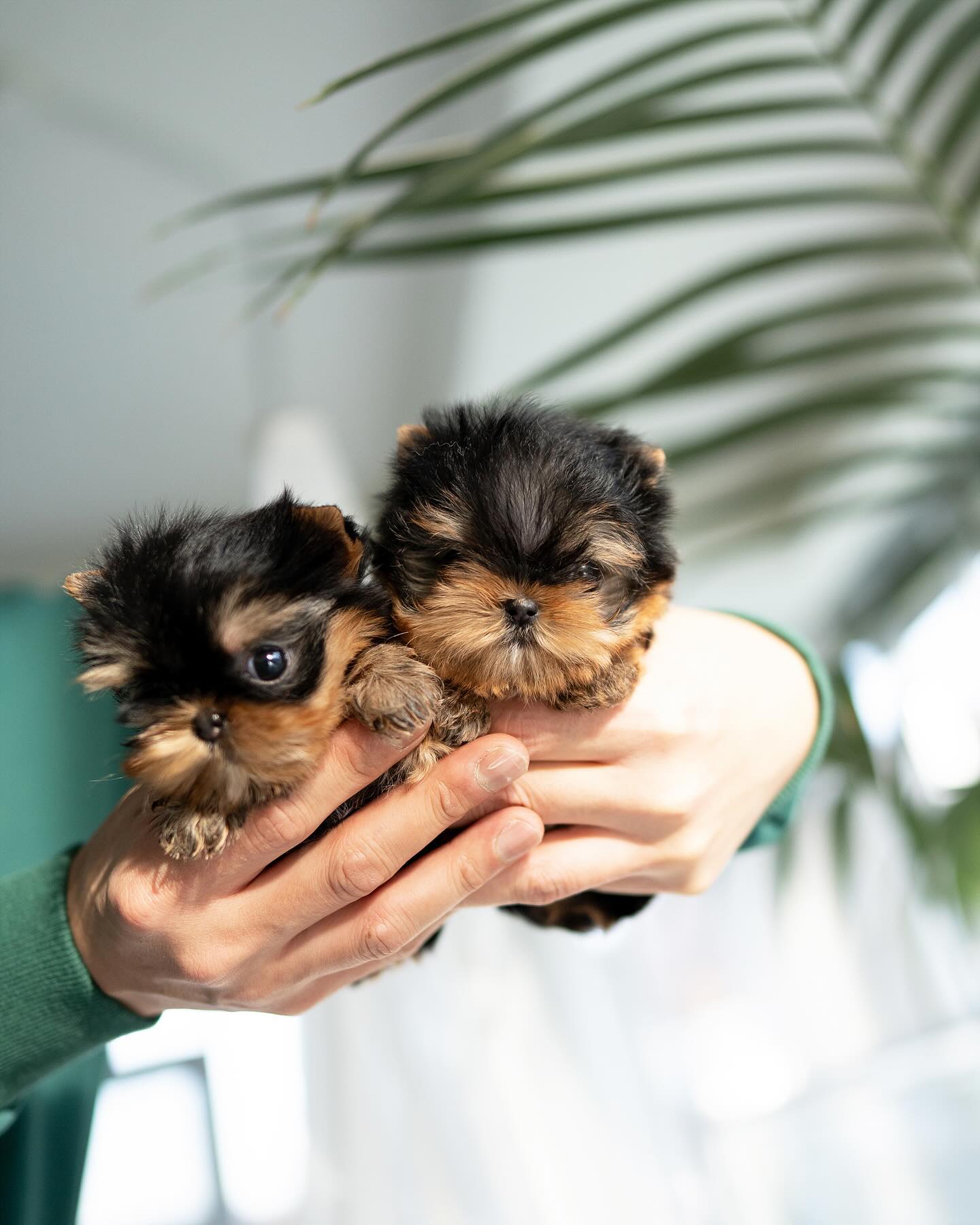 Schattige Teacup Yorkie