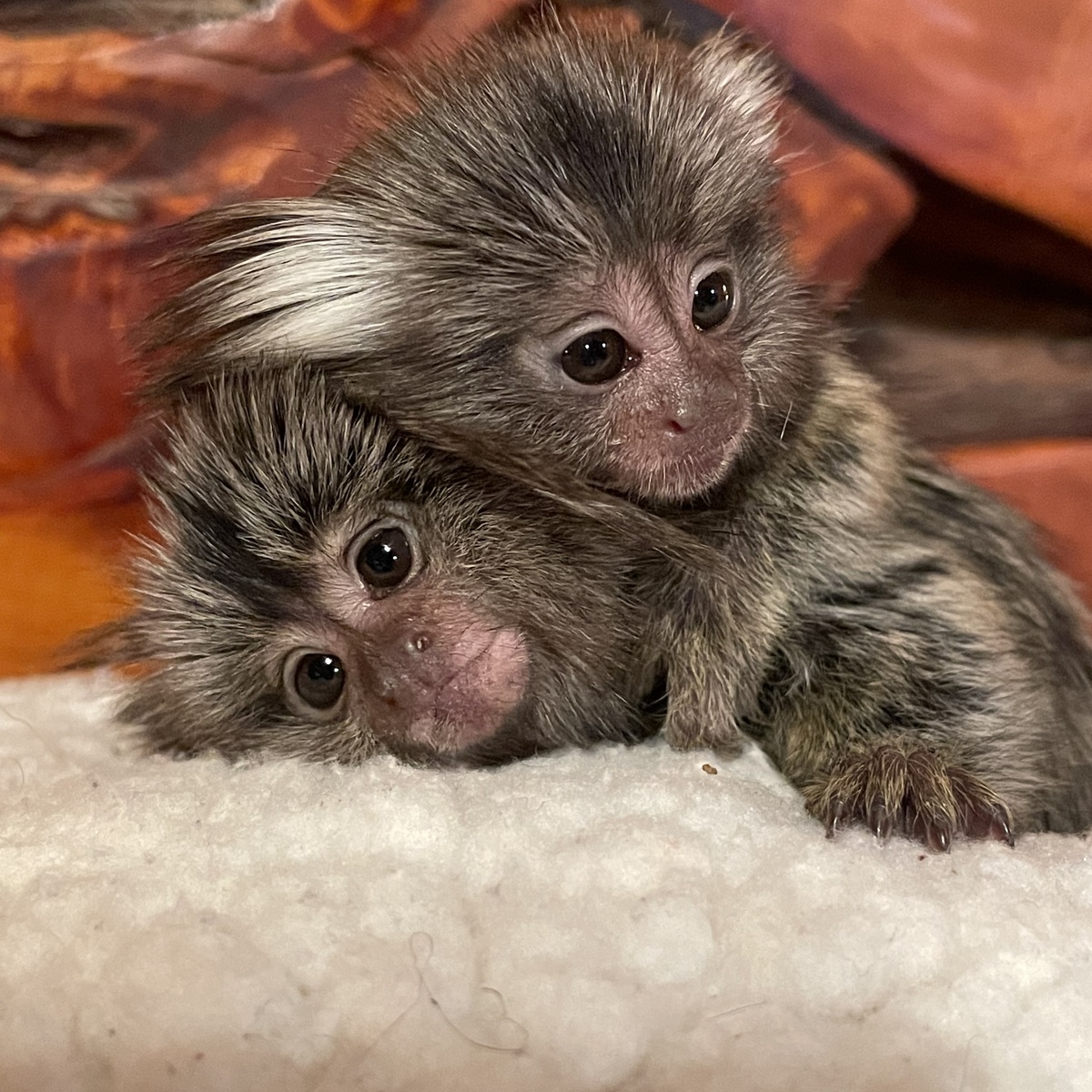  marmoset majmuni dostupni