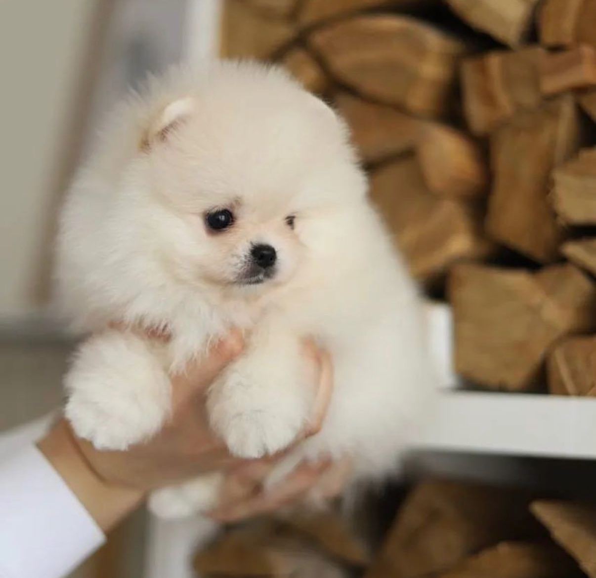 Mooie theekopje Pomeranian Puppy.