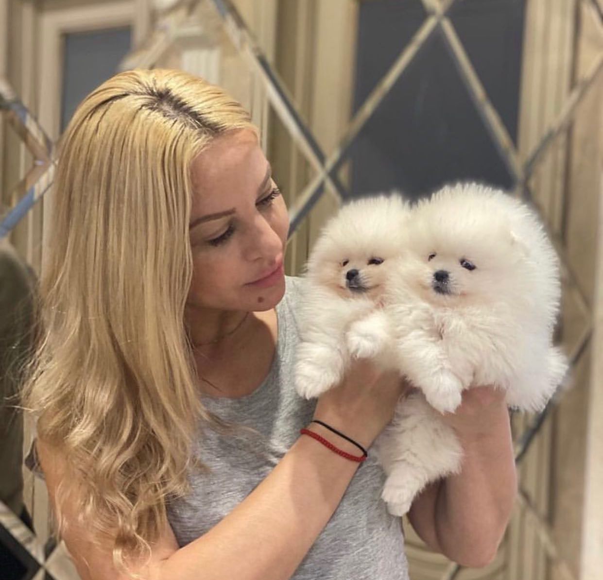 Mooie theekopje Pomeranian Puppy.
