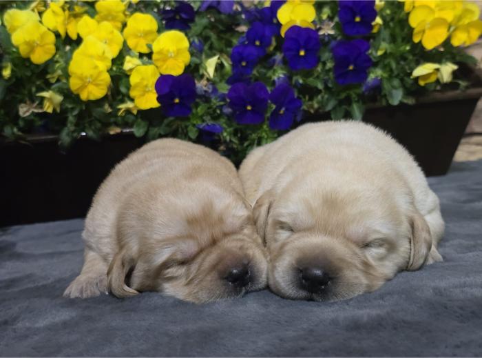 Labrador retriver štenci