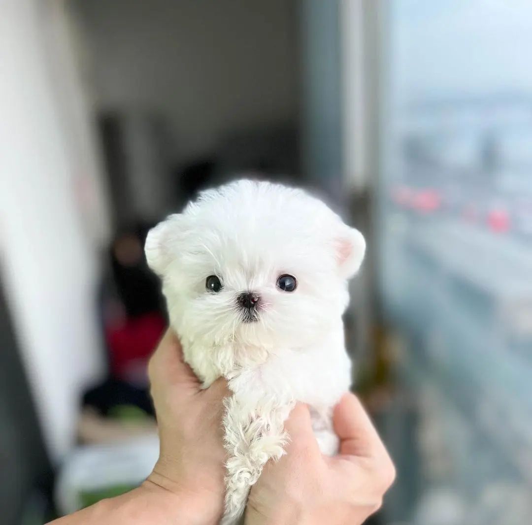 Prachtige Teacup Maltese puppy's