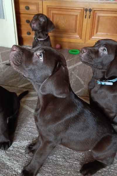 Labrador retriver braon štenci 