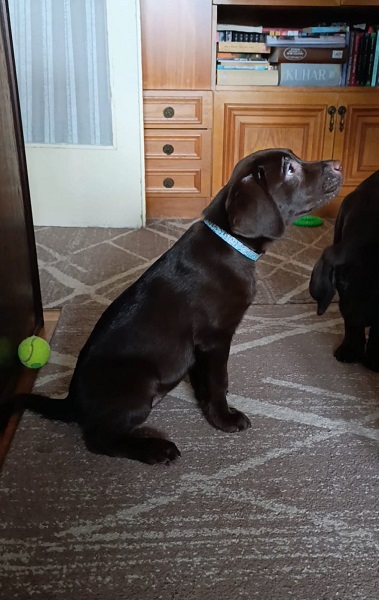 Labrador retriver braon štenci 