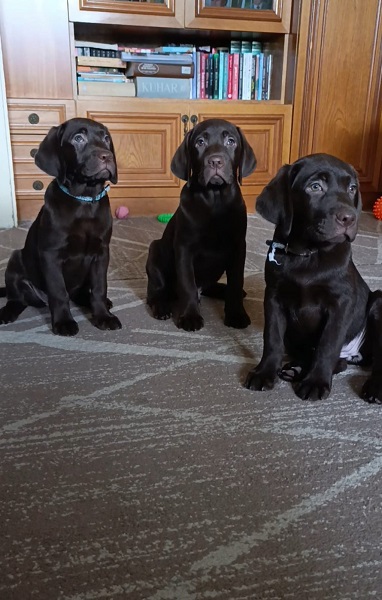 Labrador retriver braon štenci 