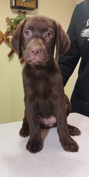 Labrador retriver braon štenci 