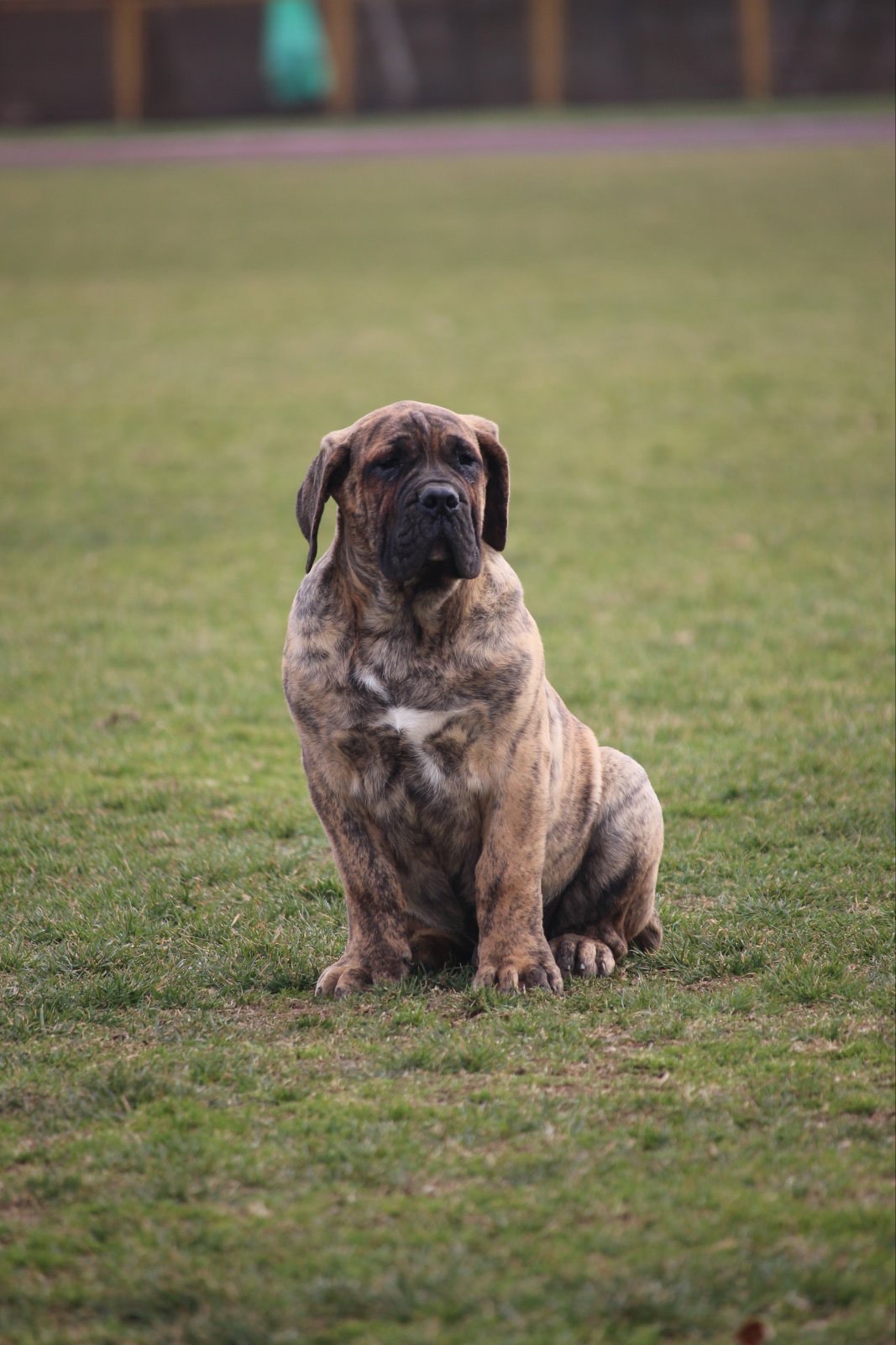 Presa Canario prelepi štenci