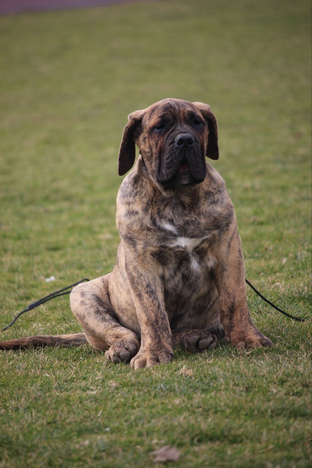 Presa Canario prelepi štenci