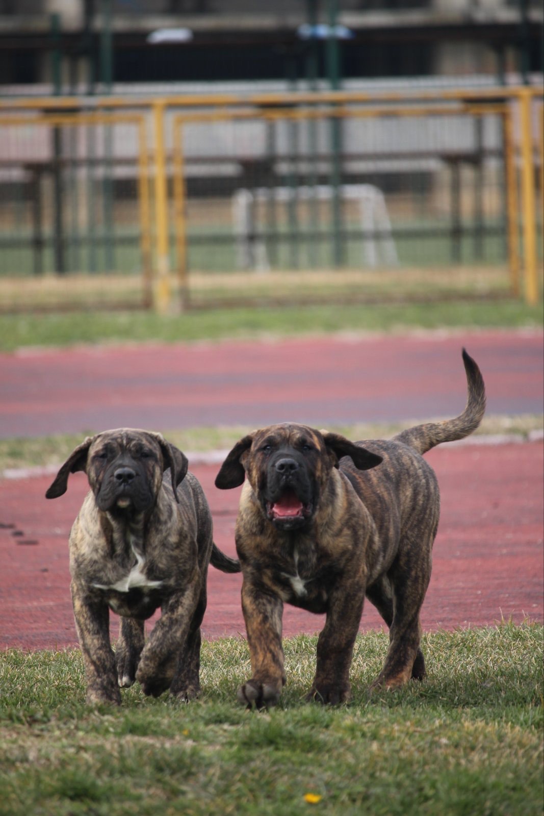 Presa Canario prelepi štenci