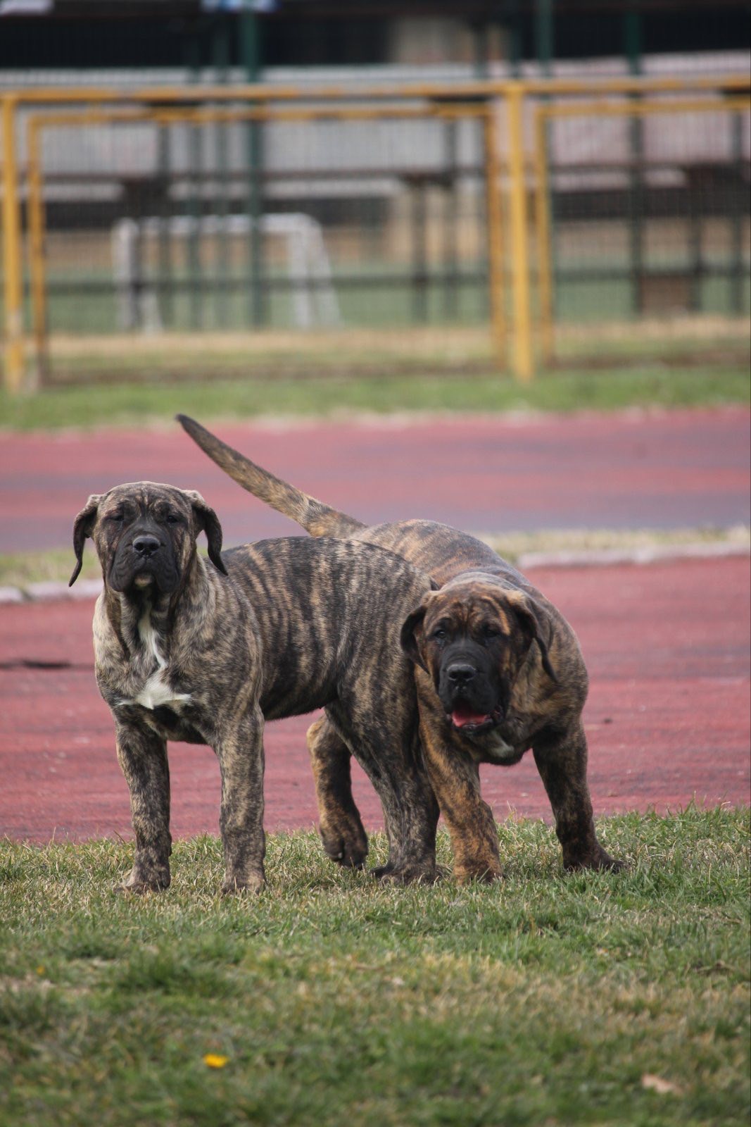Presa Canario prelepi štenci