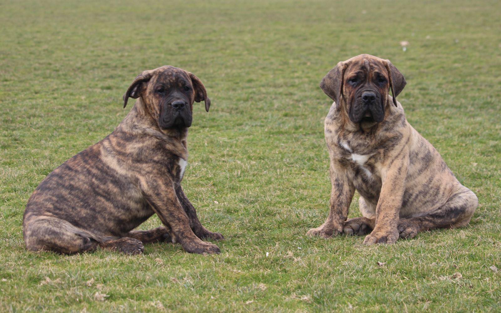 Presa Canario prelepi štenci