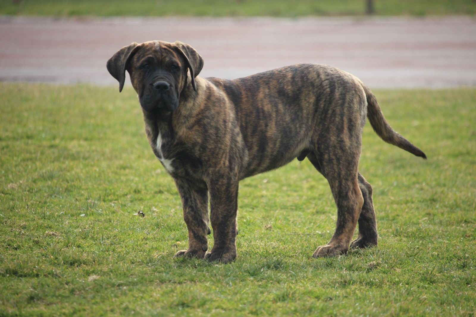 Presa Canario prelepi štenci