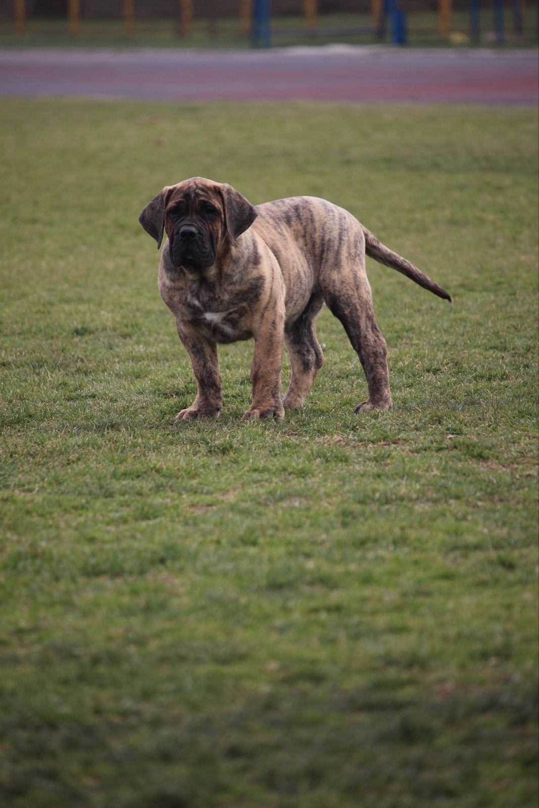 Presa Canario prelepi štenci
