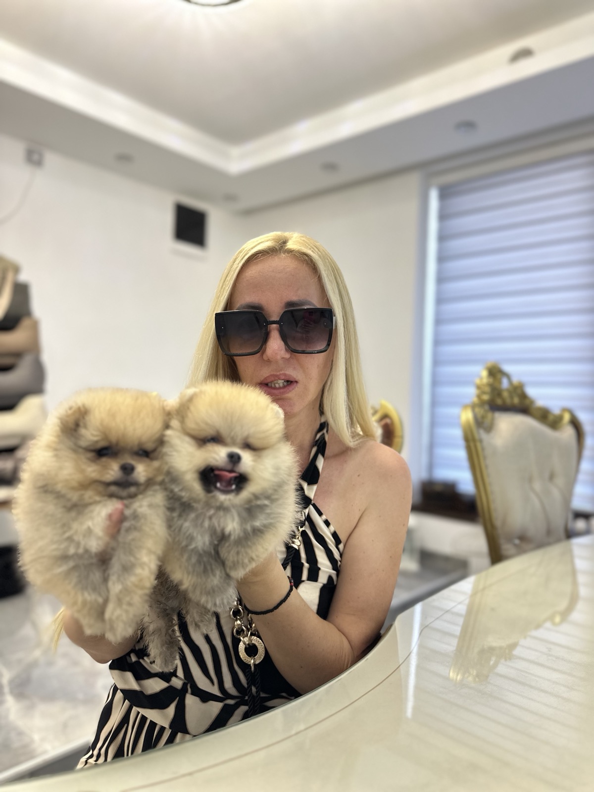 Pomeranac prelepi štenci