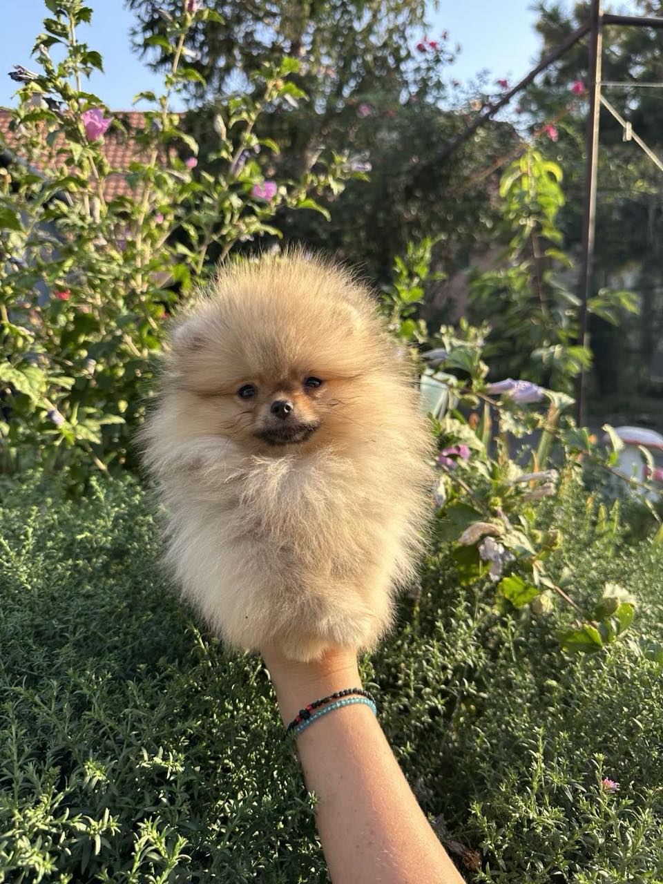 Pomeranac prelepi štenci
