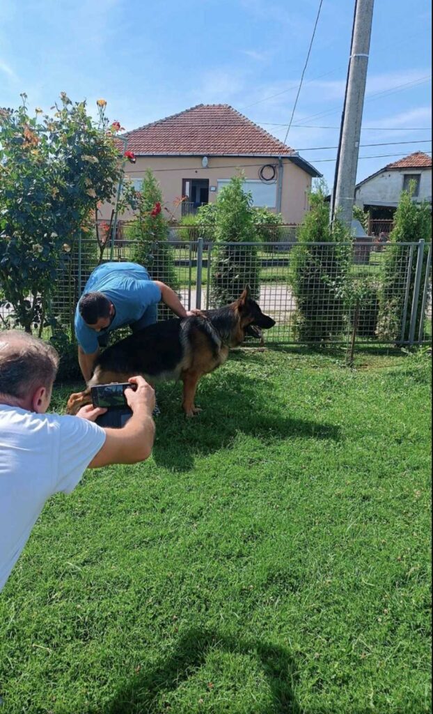 Nemački Ovčar štenci
