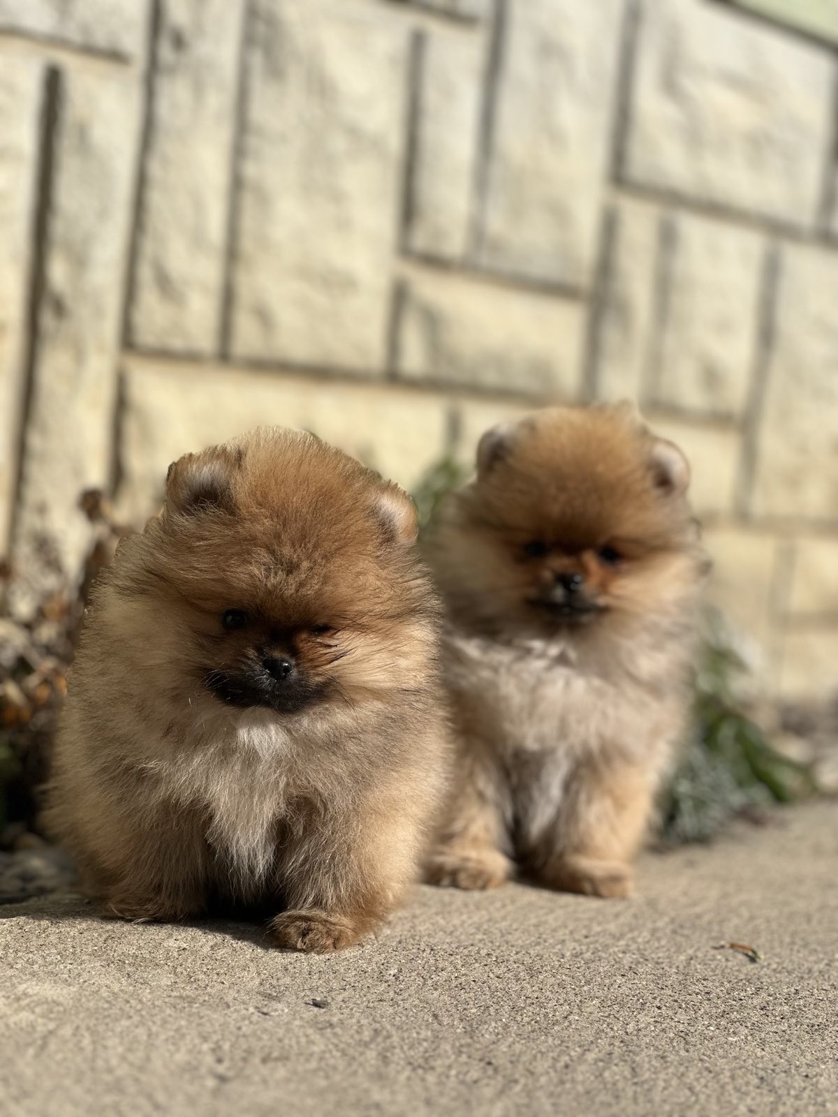 Pomeranac prelepi štenci