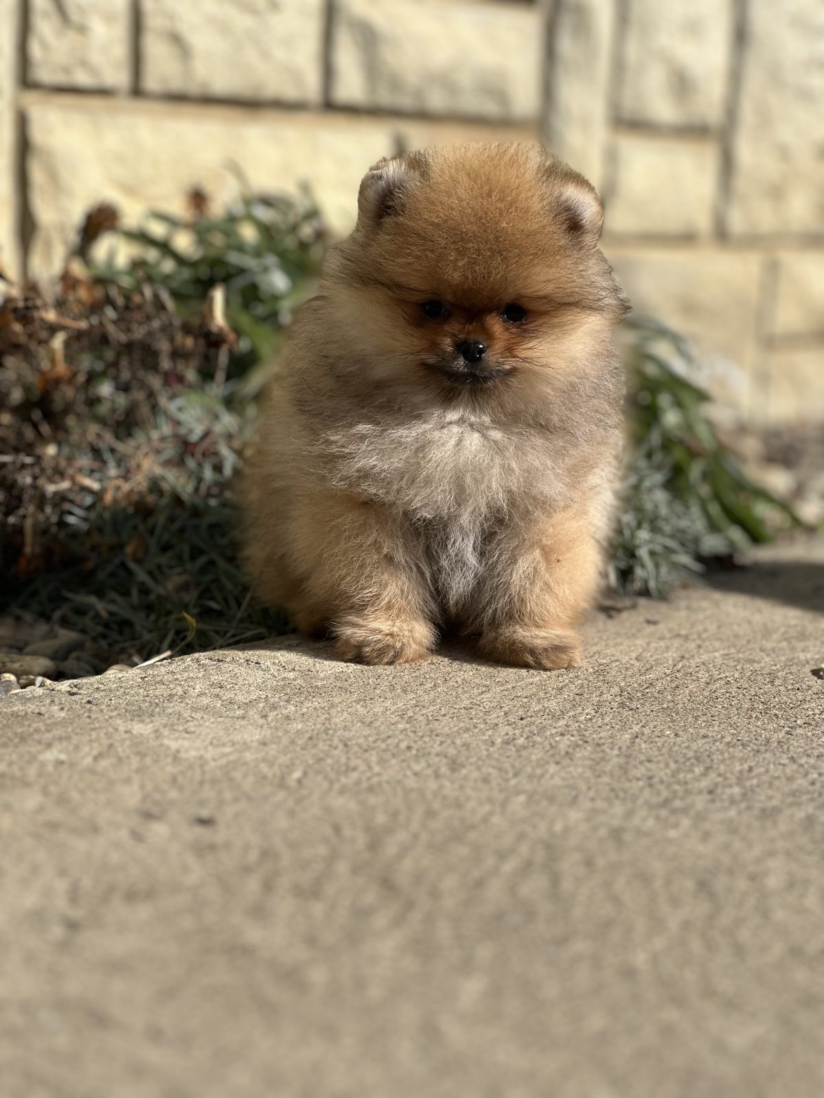 Pomeranac prelepi štenci