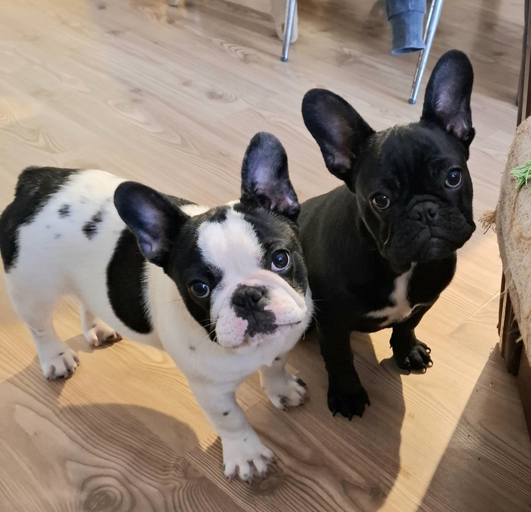 Francuski Buldog PRELEPI štenci