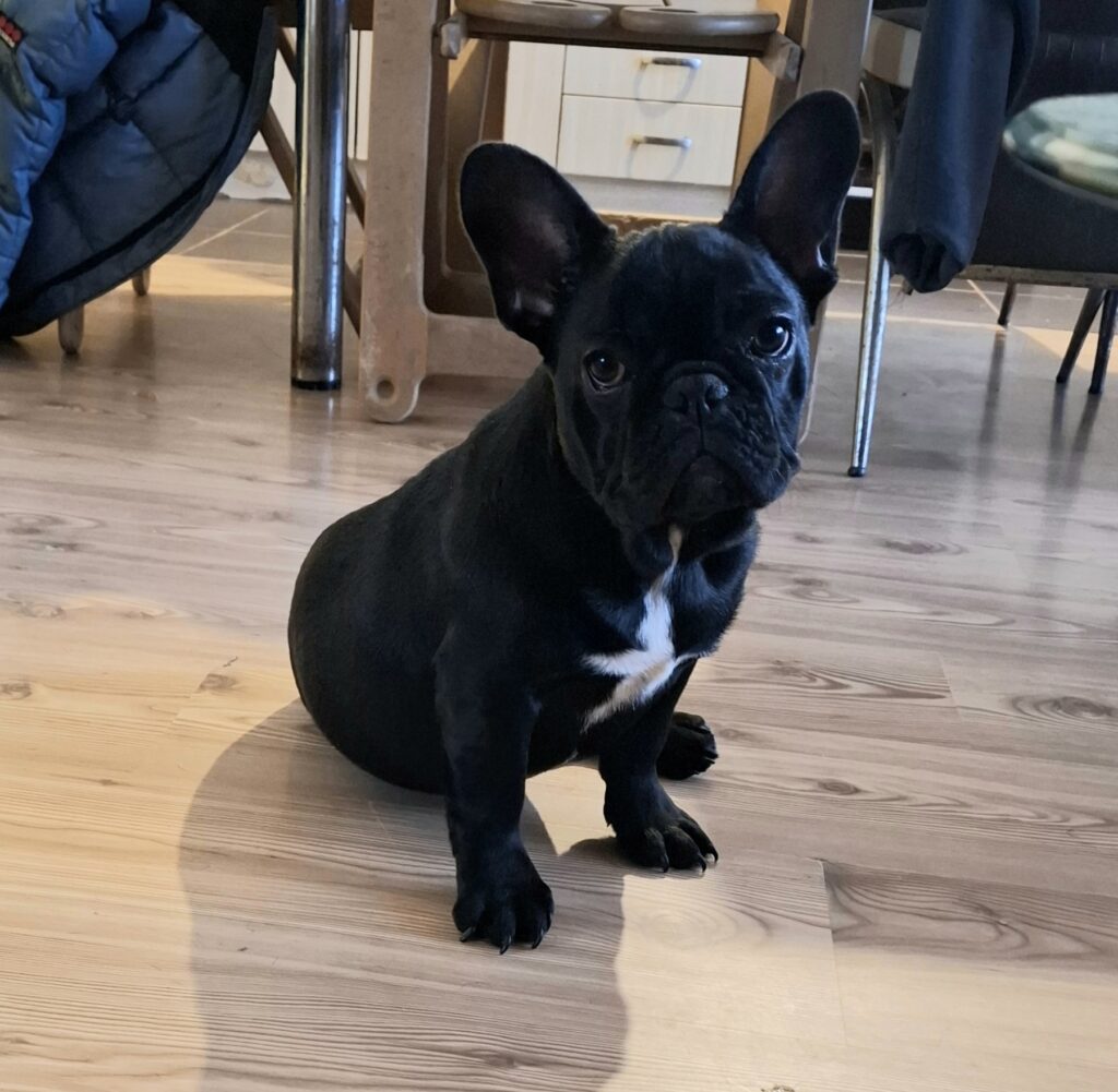 Francuski Buldog PRELEPI štenci