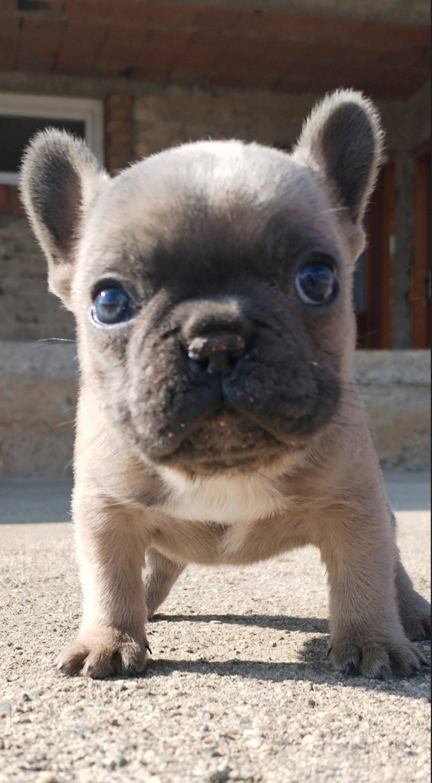 Francuski Buldog zenkica