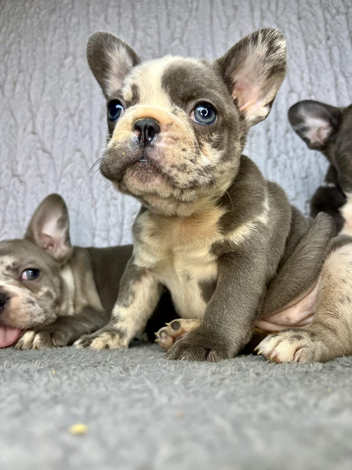 Francuski Buldog PRELEPI štenci