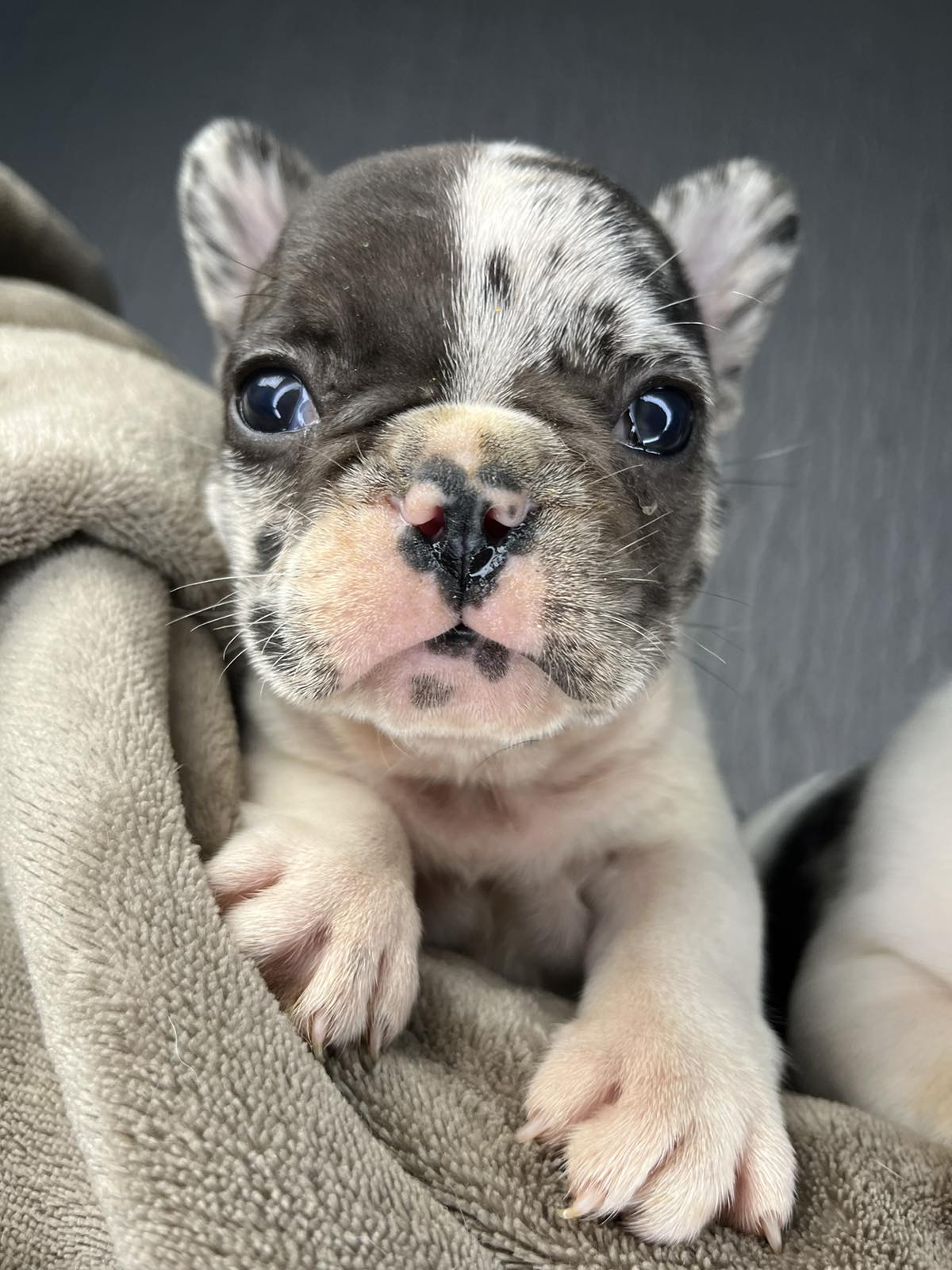 Francuski Buldog PRELEPI štenci