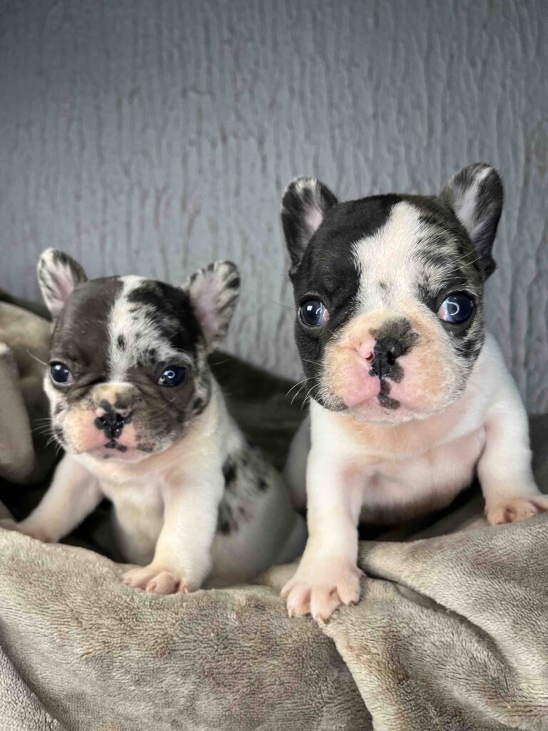 Francuski Buldog PRELEPI štenci