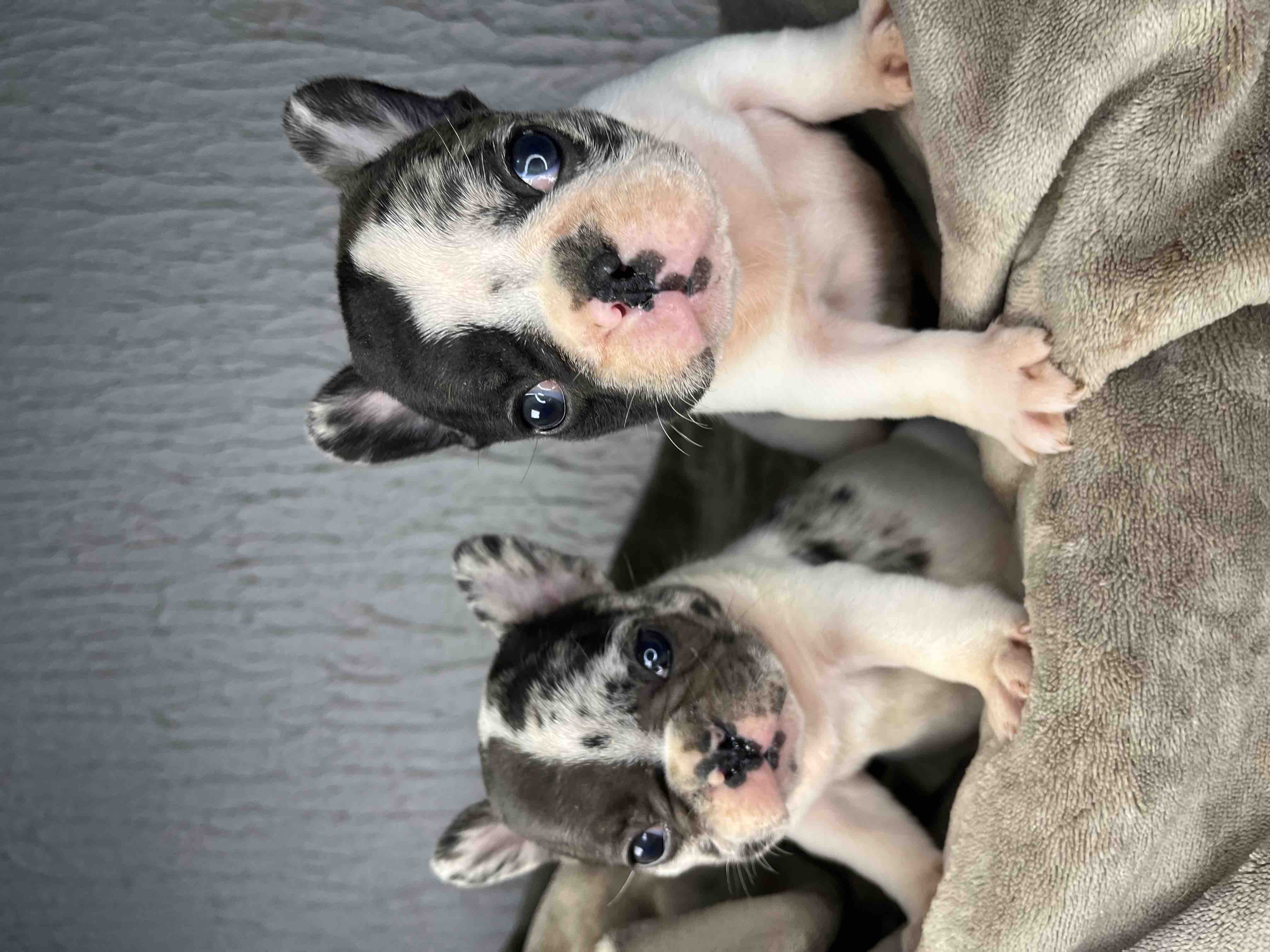 Francuski Buldog PRELEPI štenci