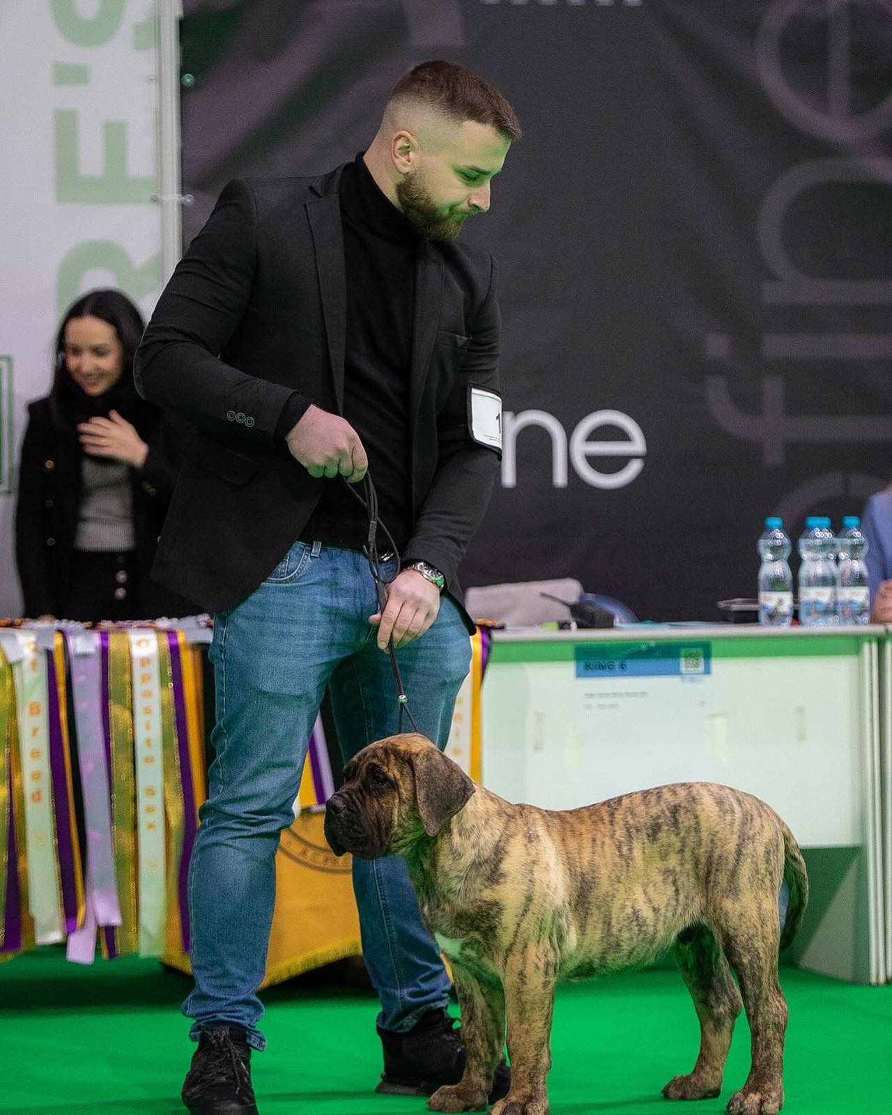 Presa Canario prelepi štenci