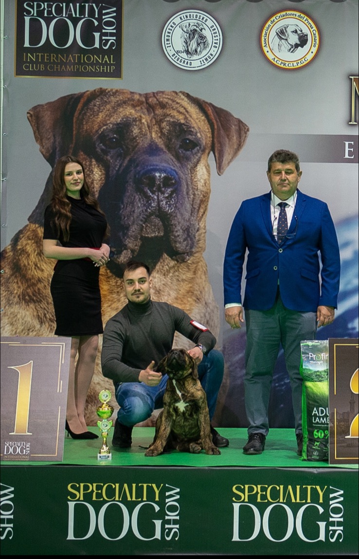 Presa Canario prelepi štenci