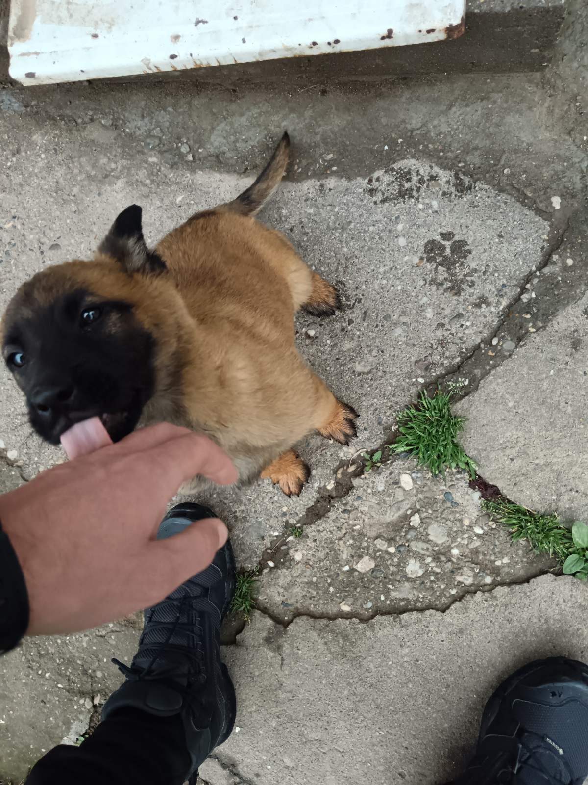 Belgijski Ovčar (Malinoa) štenci