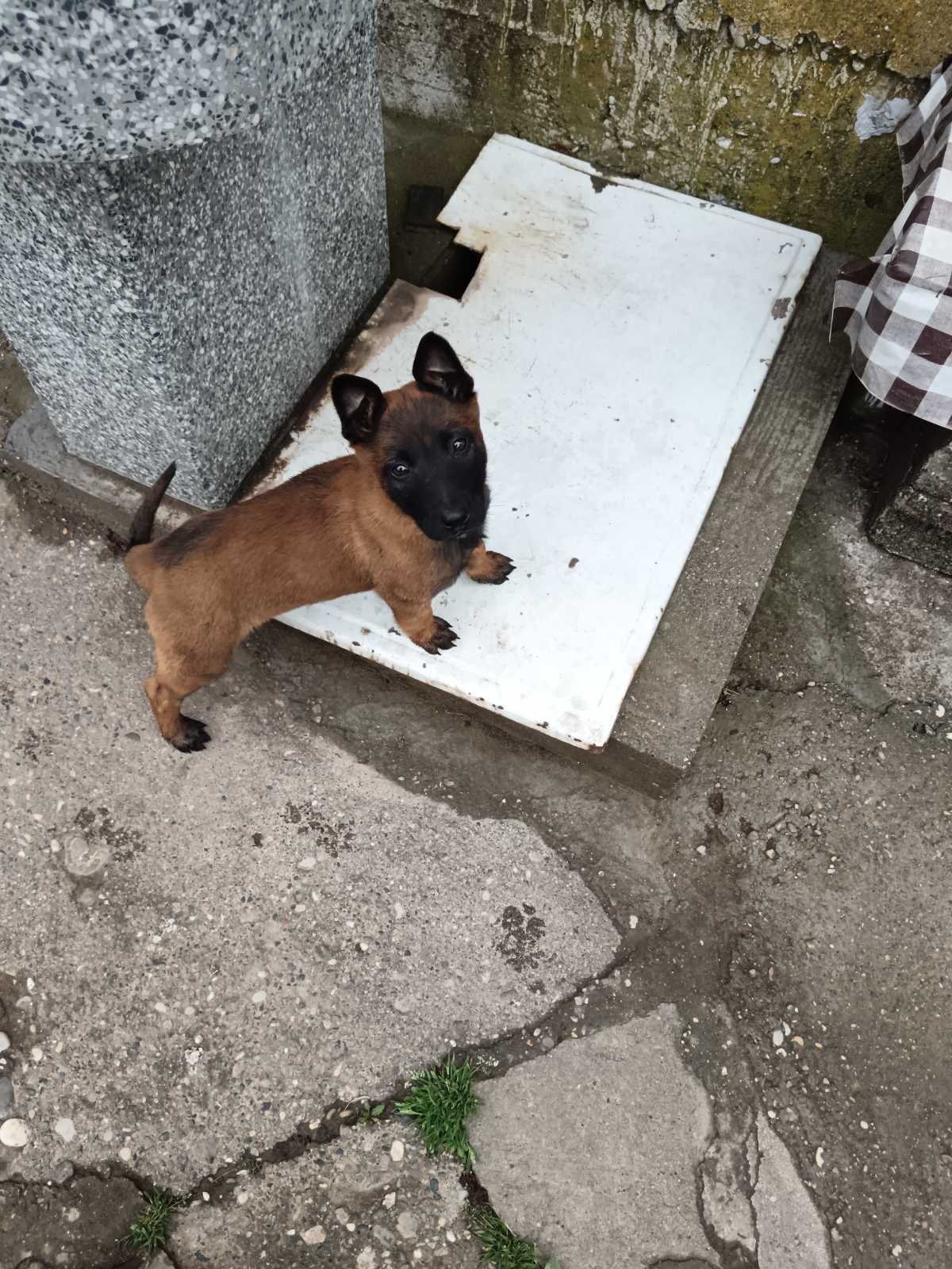 Belgijski Ovčar (Malinoa) štenci