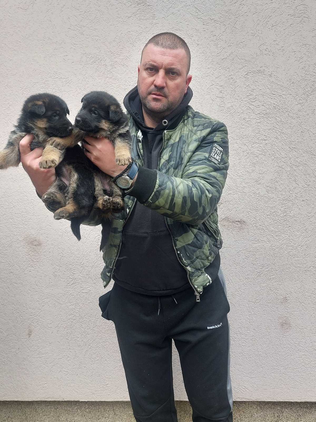 Crni i standardni štenci nemačkog ovčara