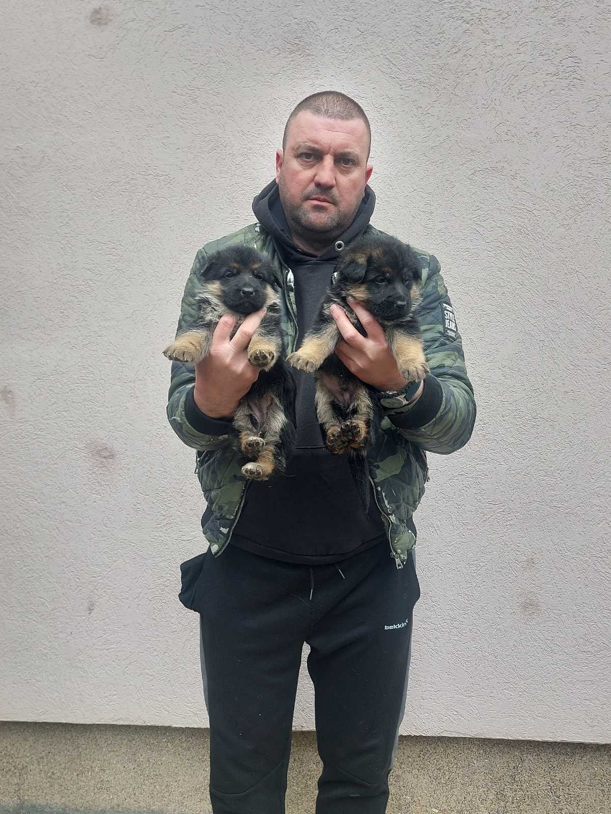 Crni i standardni štenci nemačkog ovčara