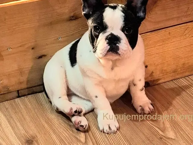 Francuski Buldog PRELEPO štene