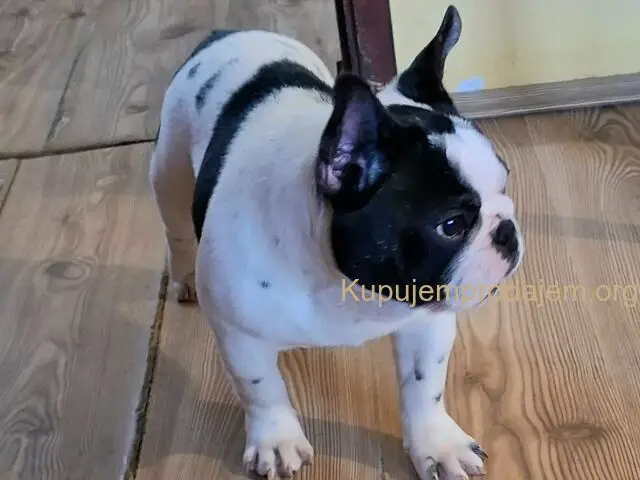 Francuski Buldog PRELEPO štene
