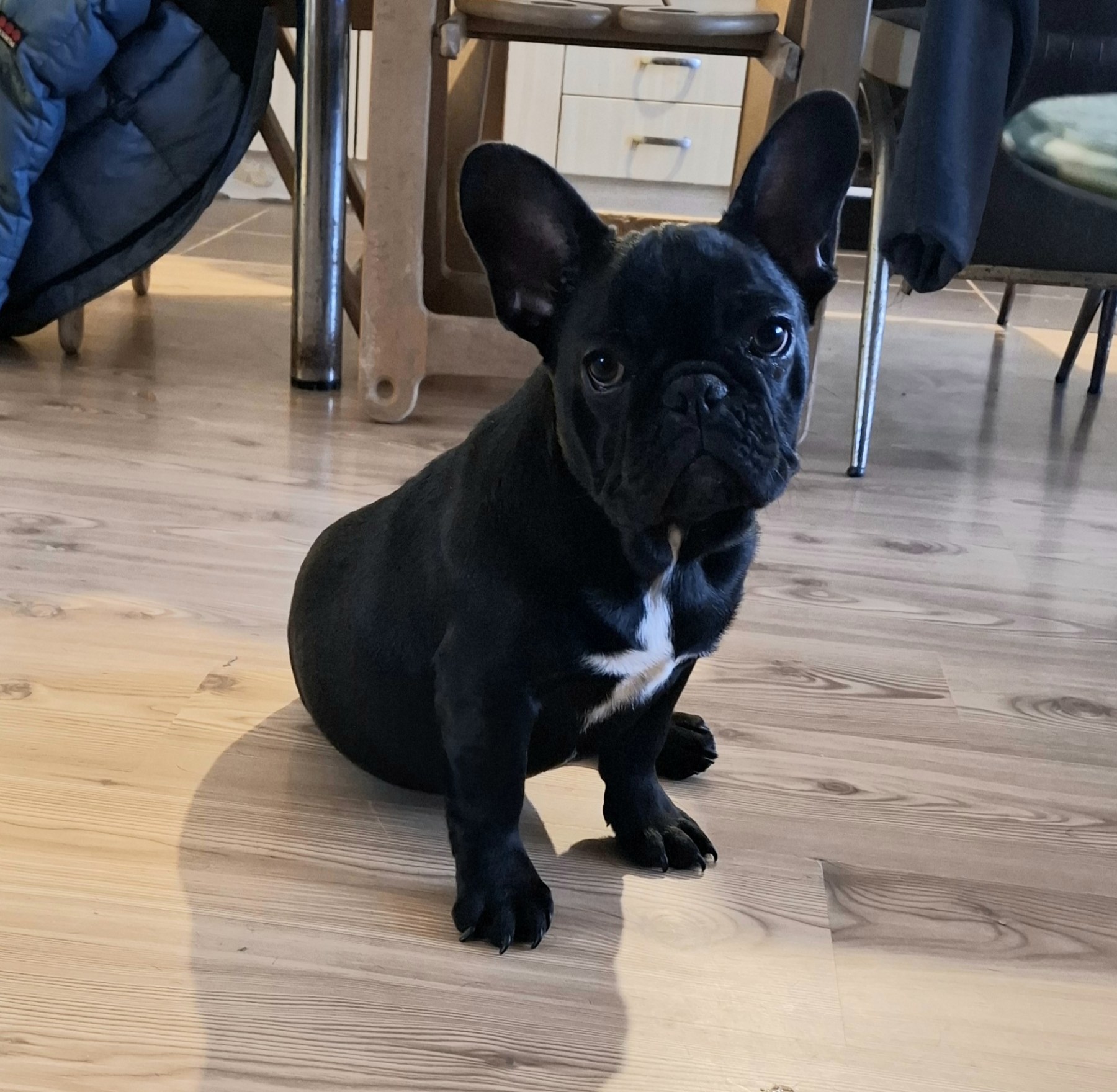 Francuski Buldog PRELEPI štenci