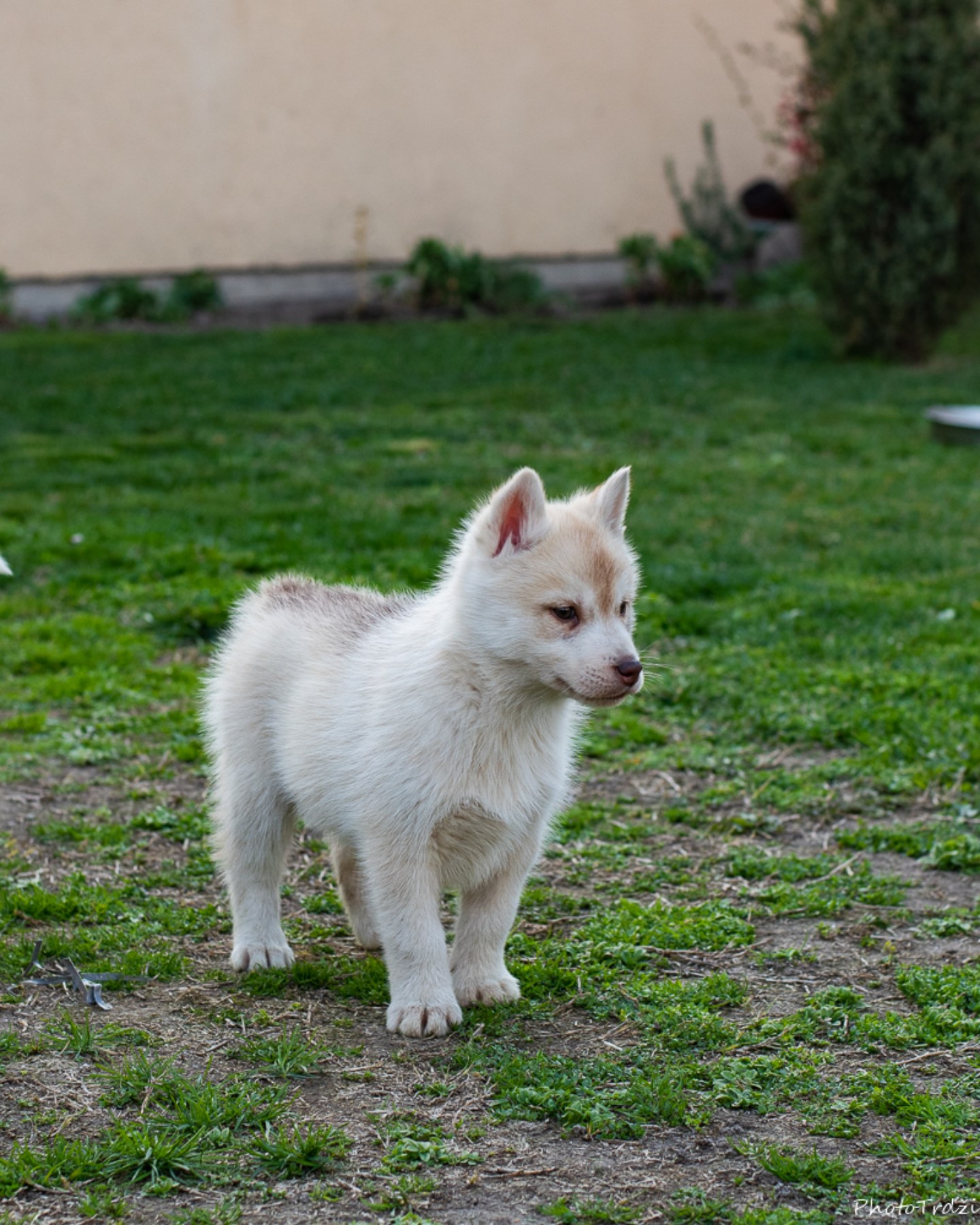 Sibirski Haski štenci