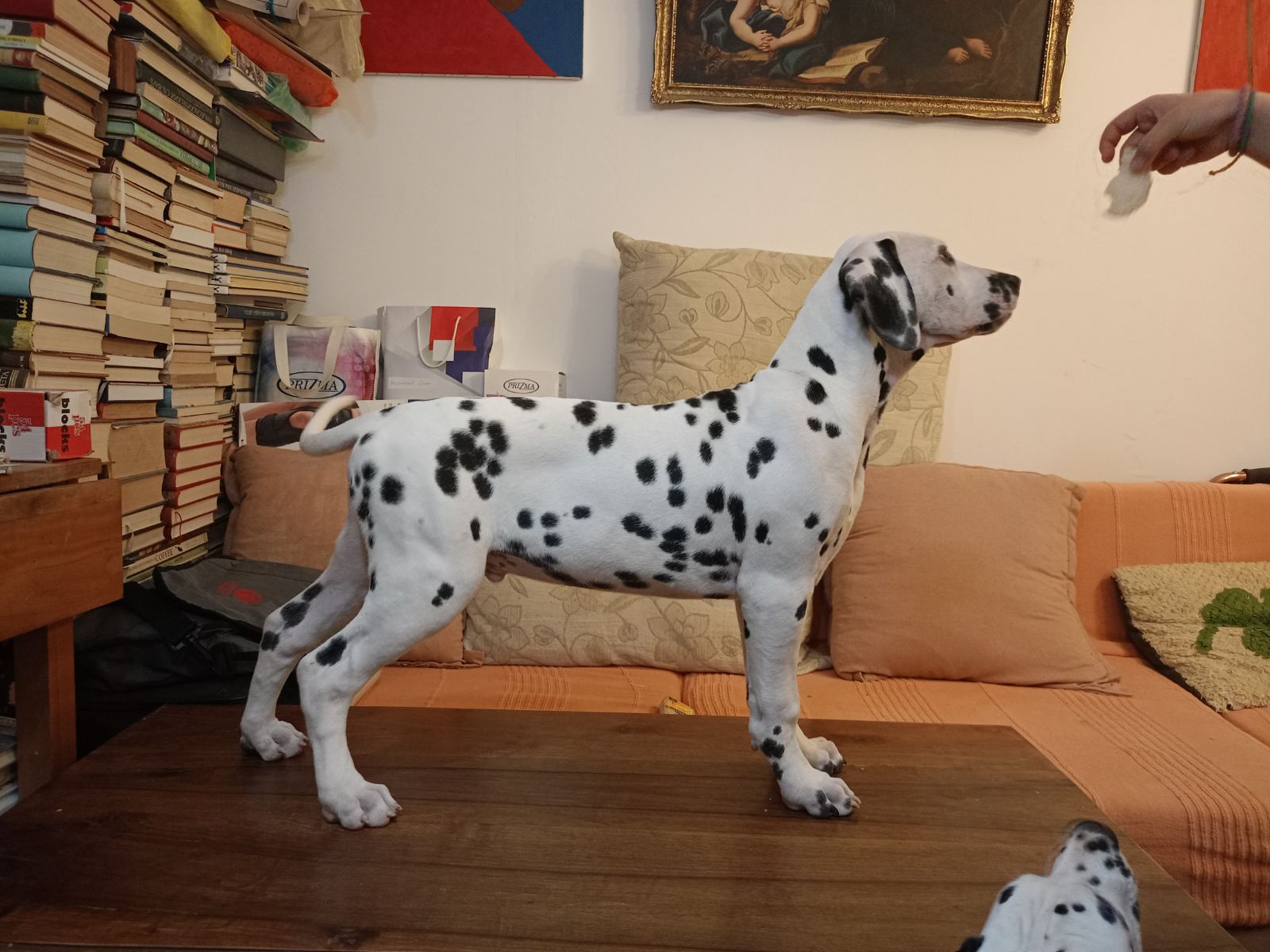 Dalmatinac prelepi štenci