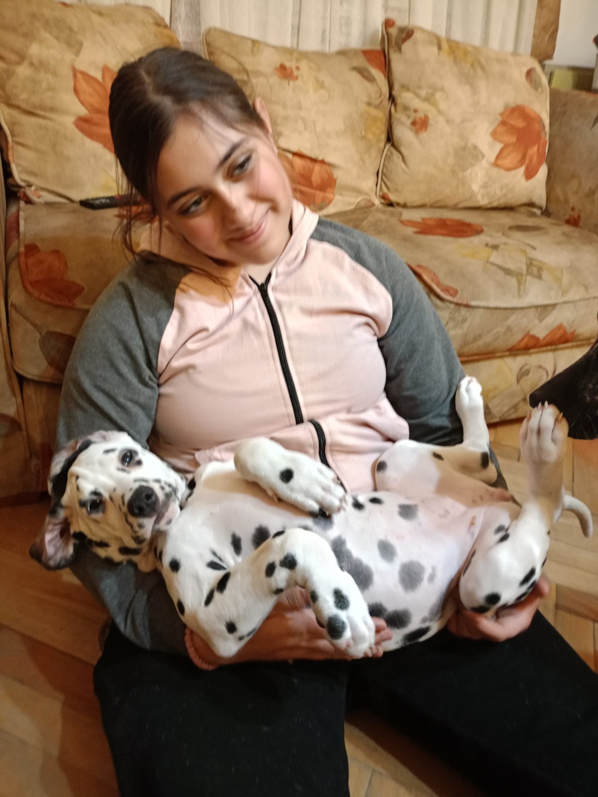 Dalmatinac prelepi štenci