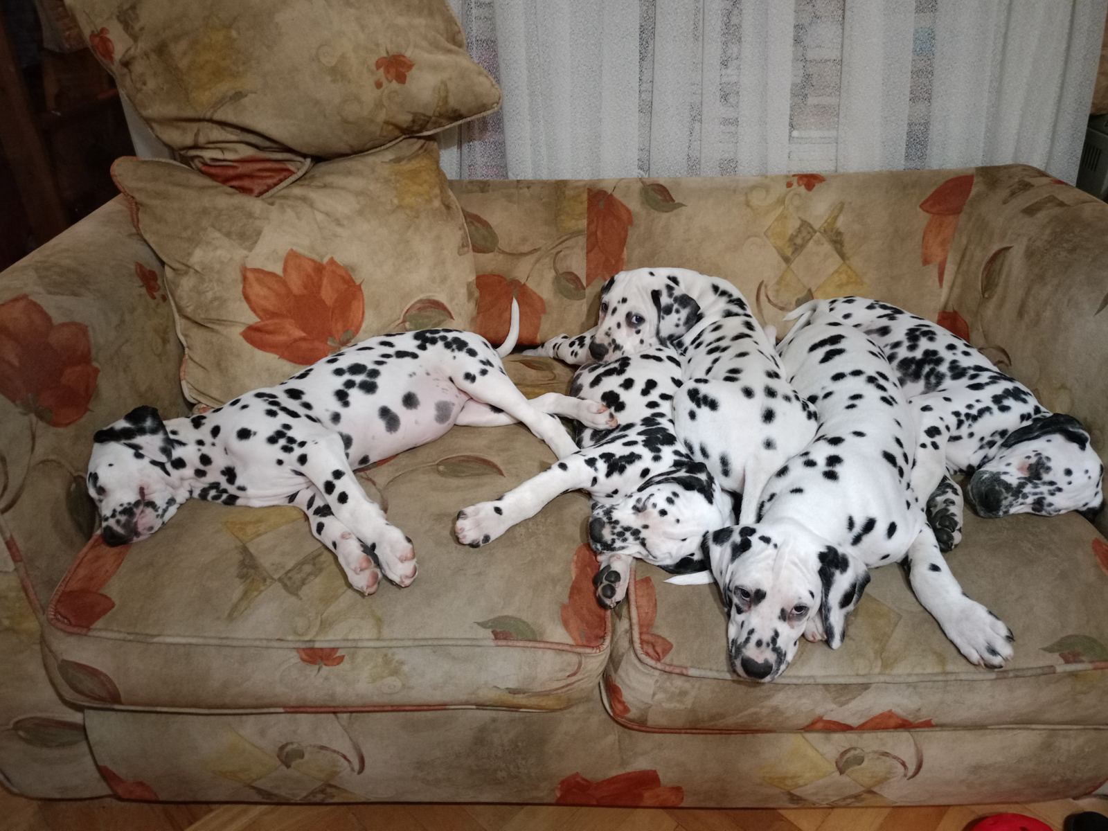 Dalmatinac prelepi štenci