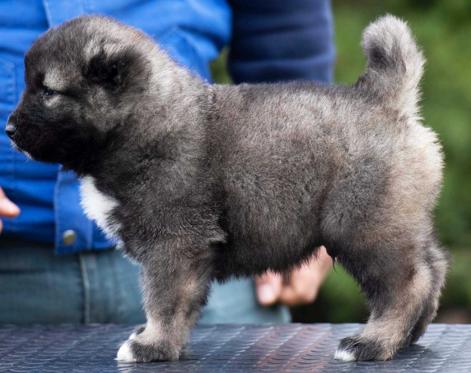 Kavkaski ovčar prelepi štenci